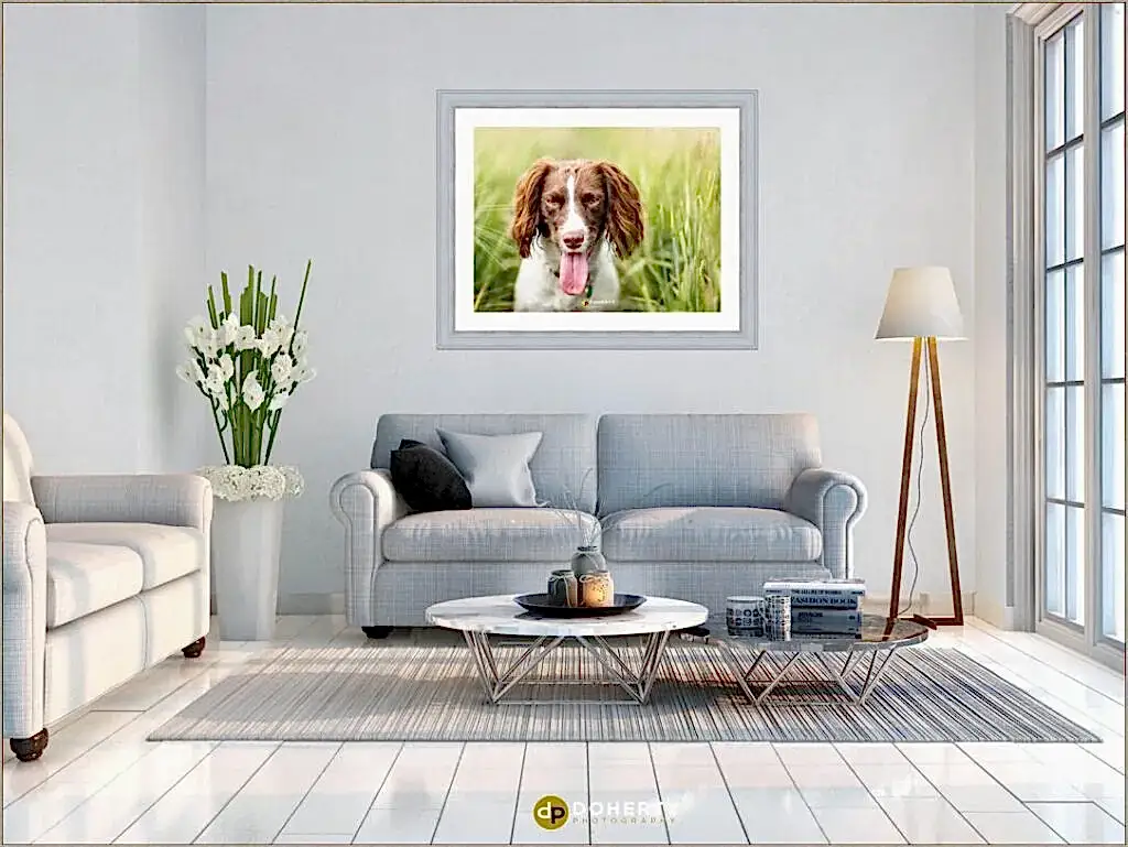 Dog portraits in Coventry