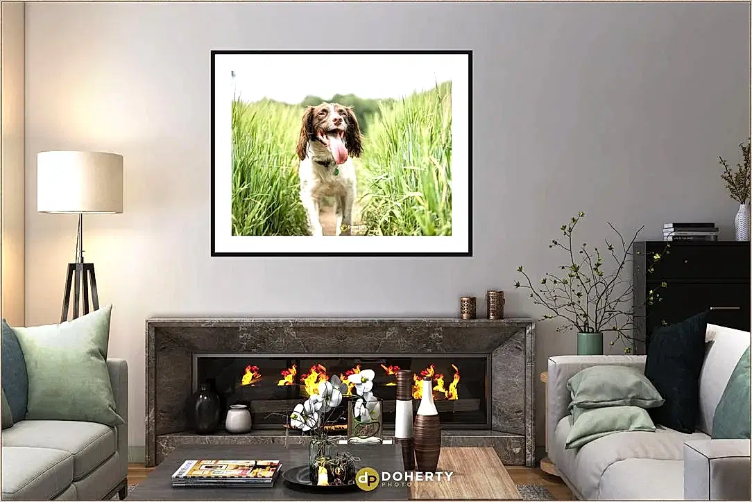 Dog Portraits - Pet Photographer Coventry