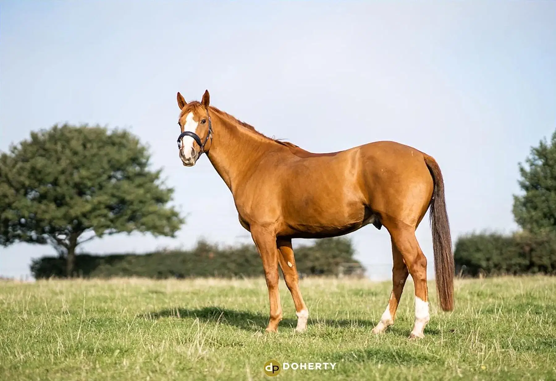 pet photography midlands